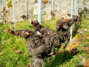 Vigne du Lavaux en novembre