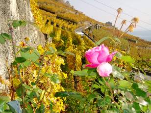 Vigne du Lavaux en novembre avec le rosier indicateur du mildiou dans la saison