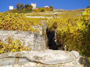 Vigne du Lavaux en novembre