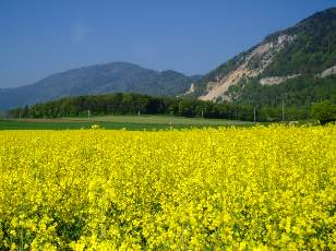 Colza en fleurs