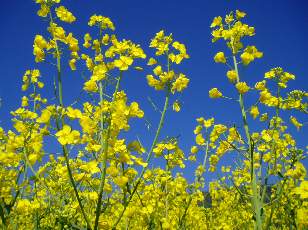 Colza en fleurs