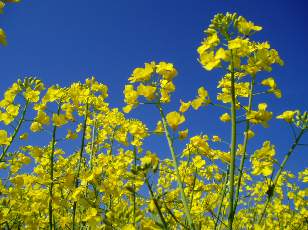 Colza en fleurs