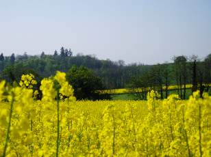 Colza en fleurs