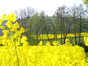 Colza en fleurs