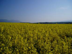 Colza en fleurs