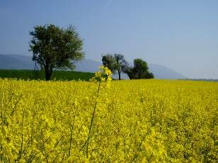 Colza en fleurs