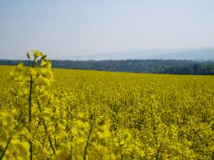 Colza en fleurs