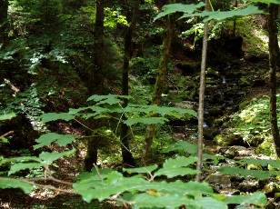 Gorges de la Pota-Raisse